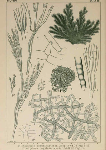 Reproducción/Reproduction 6049920351: Icones of Japanese algae. v.2 Tokyo,Kazamashobo[1907-1942] 