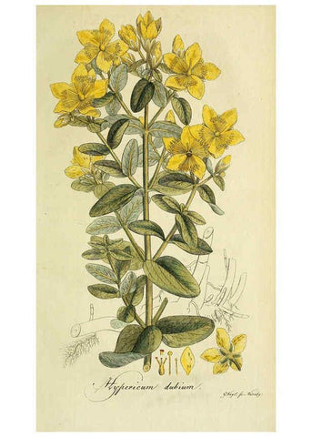 Reproducción/Reproduction 6032636279: Flora Europaea inchoata. fasc.1-7. Norimbergae :Ex Officina Raspeana,1797-1811