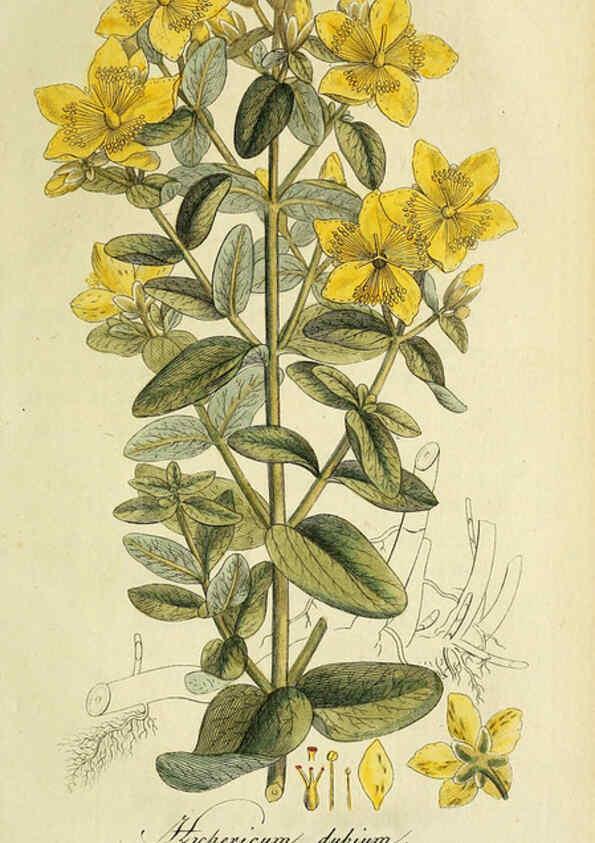 Reproducción/Reproduction 6032636279: Flora Europaea inchoata. fasc.1-7. Norimbergae :Ex Officina Raspeana,1797-1811