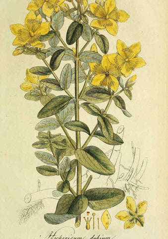 Reproducción/Reproduction 6032636279: Flora Europaea inchoata. fasc.1-7. Norimbergae :Ex Officina Raspeana,1797-1811