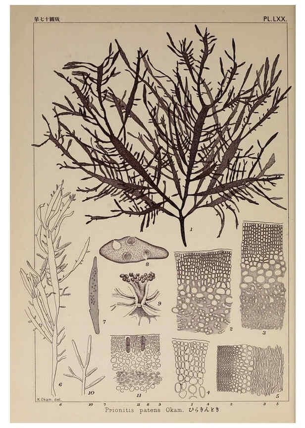 Reproducción/Reproduction 6050468942: Icones of Japanese algae. v.2 Tokyo,Kazamashobo[1907-1942] 