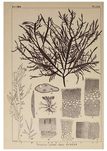 Reproducción/Reproduction 6050468942: Icones of Japanese algae. v.2 Tokyo,Kazamashobo[1907-1942] 