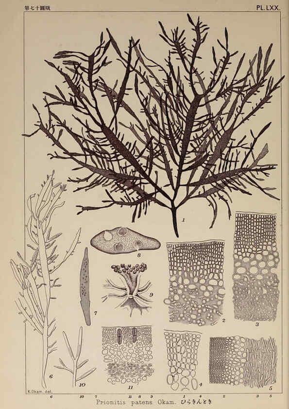 Reproducción/Reproduction 6050468942: Icones of Japanese algae. v.2 Tokyo,Kazamashobo[1907-1942] 