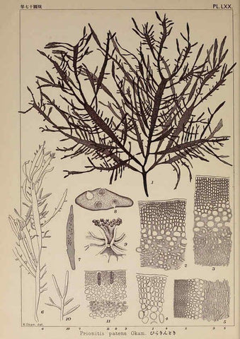 Reproducción/Reproduction 6050468942: Icones of Japanese algae. v.2 Tokyo,Kazamashobo[1907-1942] 