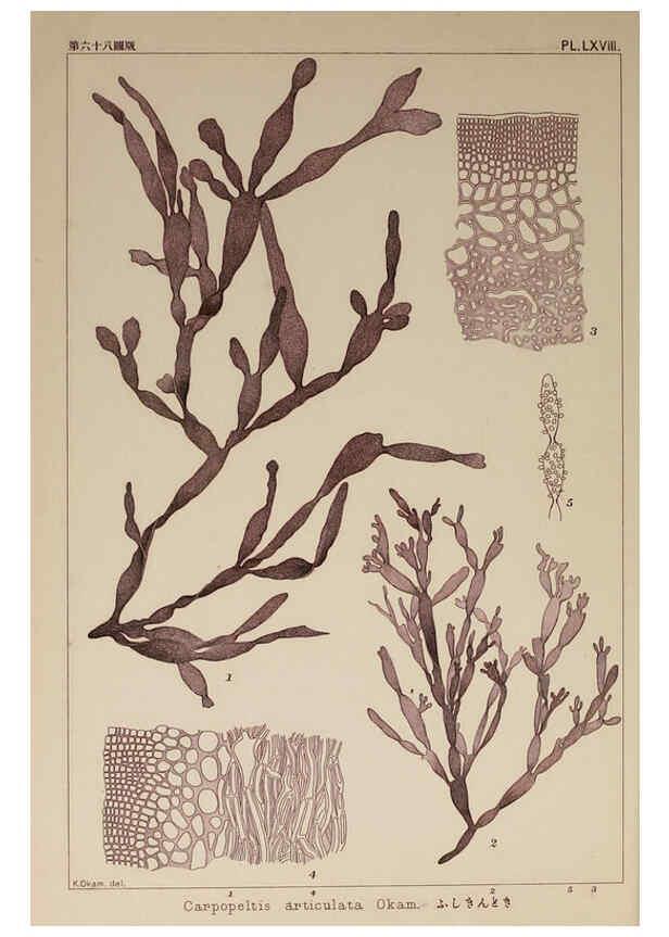 Reproducción/Reproduction 6050468028: Icones of Japanese algae. v.2 Tokyo,Kazamashobo[1907-1942] 