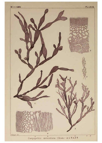Reproducción/Reproduction 6050468028: Icones of Japanese algae. v.2 Tokyo,Kazamashobo[1907-1942] 