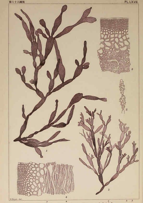 Reproducción/Reproduction 6050468028: Icones of Japanese algae. v.2 Tokyo,Kazamashobo[1907-1942] 
