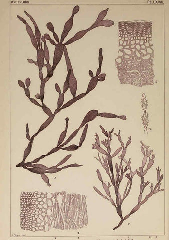 Reproducción/Reproduction 6050468028: Icones of Japanese algae. v.2 Tokyo,Kazamashobo[1907-1942] 