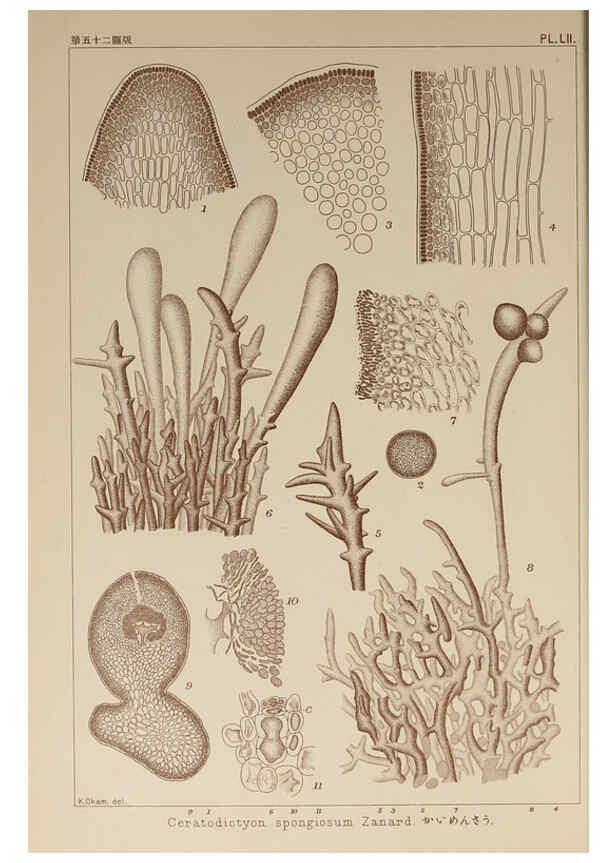 Reproducción/Reproduction 6050462244: Icones of Japanese algae. v.2 Tokyo,Kazamashobo[1907-1942] 