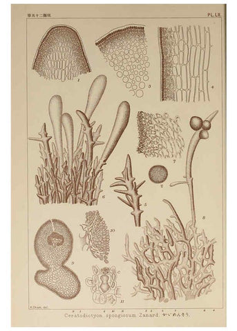 Reproducción/Reproduction 6050462244: Icones of Japanese algae. v.2 Tokyo,Kazamashobo[1907-1942] 