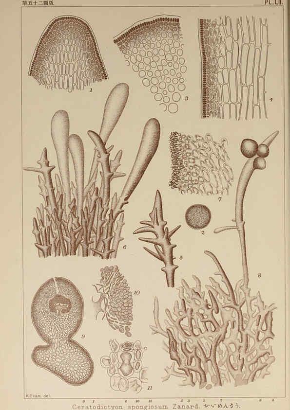 Reproducción/Reproduction 6050462244: Icones of Japanese algae. v.2 Tokyo,Kazamashobo[1907-1942] 