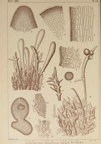 Reproducción/Reproduction 6050462244: Icones of Japanese algae. v.2 Tokyo,Kazamashobo[1907-1942] 