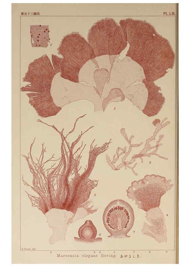 Reproducción/Reproduction 6050462528: Icones of Japanese algae. v.2 Tokyo,Kazamashobo[1907-1942] 