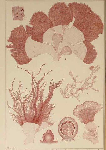 Reproducción/Reproduction 6050462528: Icones of Japanese algae. v.2 Tokyo,Kazamashobo[1907-1942] 