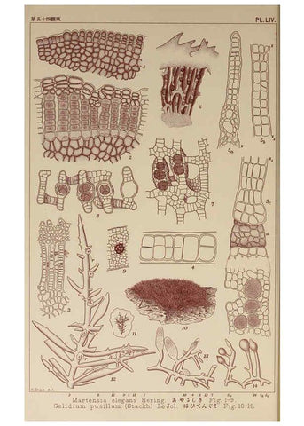 Reproducción/Reproduction 6050462882: Icones of Japanese algae. v.2 Tokyo,Kazamashobo[1907-1942] 