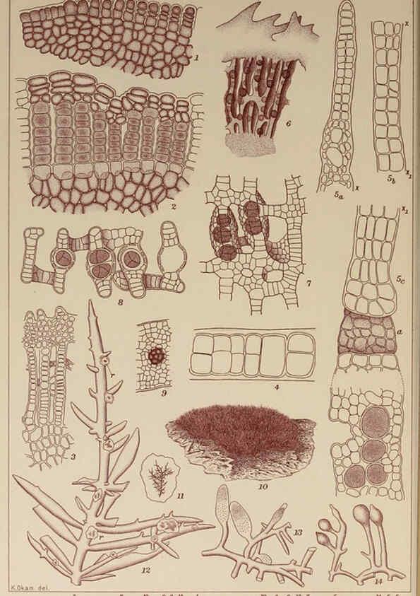 Reproducción/Reproduction 6050462882: Icones of Japanese algae. v.2 Tokyo,Kazamashobo[1907-1942] 
