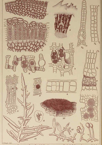 Reproducción/Reproduction 6050462882: Icones of Japanese algae. v.2 Tokyo,Kazamashobo[1907-1942] 