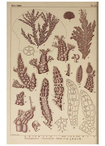 Reproducción/Reproduction 6049910957: Icones of Japanese algae. v.2 Tokyo,Kazamashobo[1907-1942] 