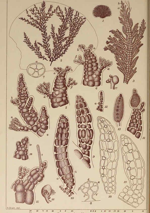 Reproducción/Reproduction 6049910957: Icones of Japanese algae. v.2 Tokyo,Kazamashobo[1907-1942] 