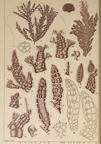 Reproducción/Reproduction 6049910957: Icones of Japanese algae. v.2 Tokyo,Kazamashobo[1907-1942] 
