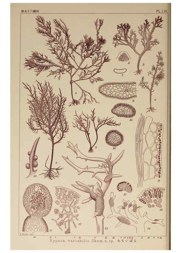 Reproducción/Reproduction 6050463614: Icones of Japanese algae. v.2 Tokyo,Kazamashobo[1907-1942] 