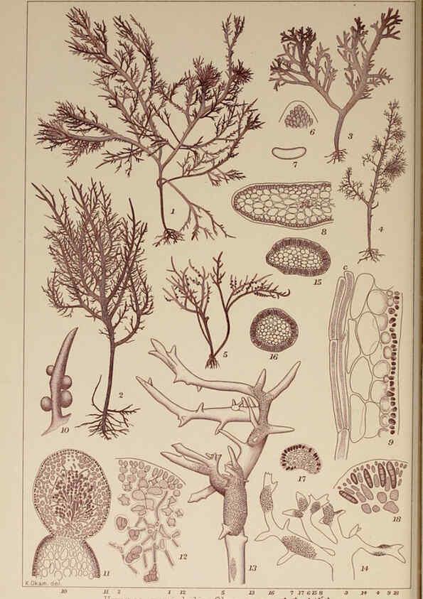 Reproducción/Reproduction 6050463614: Icones of Japanese algae. v.2 Tokyo,Kazamashobo[1907-1942] 