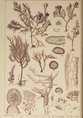 Reproducción/Reproduction 6050463614: Icones of Japanese algae. v.2 Tokyo,Kazamashobo[1907-1942] 