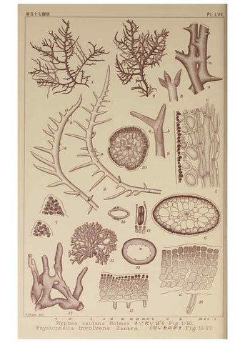 Reproducción/Reproduction 6050464248: Icones of Japanese algae. v.2 Tokyo,Kazamashobo[1907-1942] 