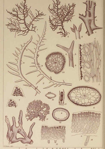 Reproducción/Reproduction 6050464248: Icones of Japanese algae. v.2 Tokyo,Kazamashobo[1907-1942] 