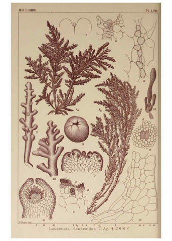 Reproducción/Reproduction 6050464530: Icones of Japanese algae. v.2 Tokyo,Kazamashobo[1907-1942] 