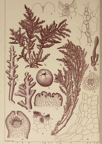 Reproducción/Reproduction 6050464530: Icones of Japanese algae. v.2 Tokyo,Kazamashobo[1907-1942] 