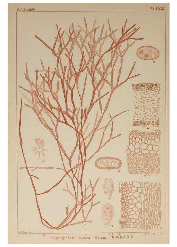 Reproducción/Reproduction 6050468376: Icones of Japanese algae. v.2 Tokyo,Kazamashobo[1907-1942] 