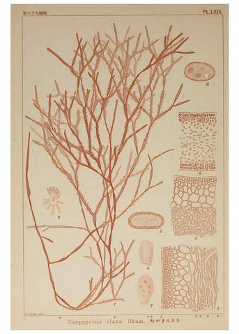 Reproducción/Reproduction 6050468376: Icones of Japanese algae. v.2 Tokyo,Kazamashobo[1907-1942] 
