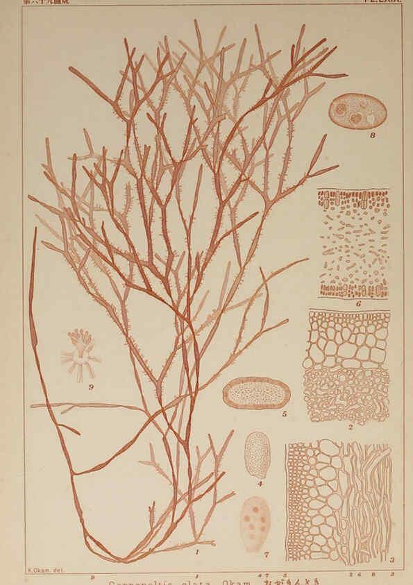 Reproducción/Reproduction 6050468376: Icones of Japanese algae. v.2 Tokyo,Kazamashobo[1907-1942] 