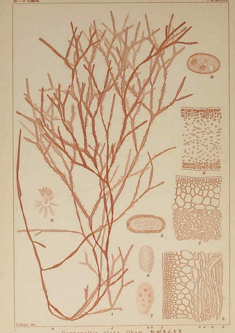 Reproducción/Reproduction 6050468376: Icones of Japanese algae. v.2 Tokyo,Kazamashobo[1907-1942] 