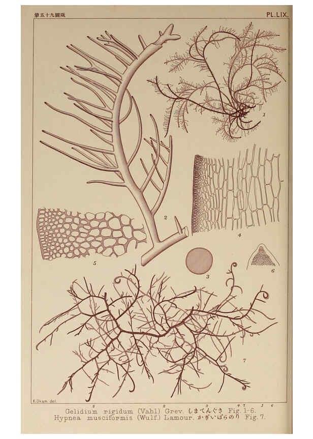 Reproducción/Reproduction 6049912505: Icones of Japanese algae. v.2 Tokyo,Kazamashobo[1907-1942] 