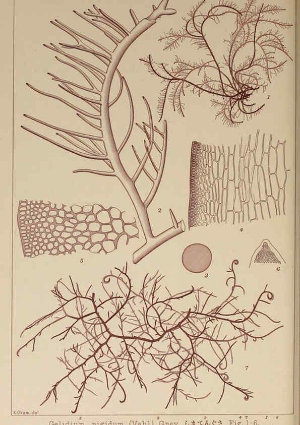 Reproducción/Reproduction 6049912505: Icones of Japanese algae. v.2 Tokyo,Kazamashobo[1907-1942] 