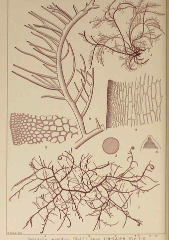 Reproducción/Reproduction 6049912505: Icones of Japanese algae. v.2 Tokyo,Kazamashobo[1907-1942] 