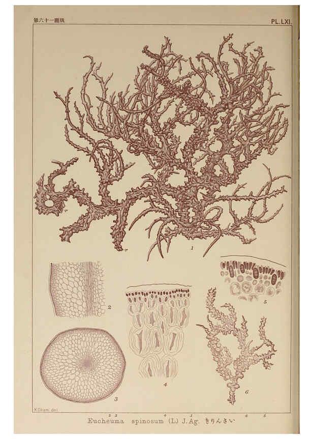 Reproducción/Reproduction 6049913367: Icones of Japanese algae. v.2 Tokyo,Kazamashobo[1907-1942] 