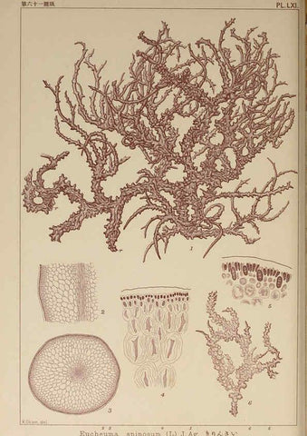 Reproducción/Reproduction 6049913367: Icones of Japanese algae. v.2 Tokyo,Kazamashobo[1907-1942] 