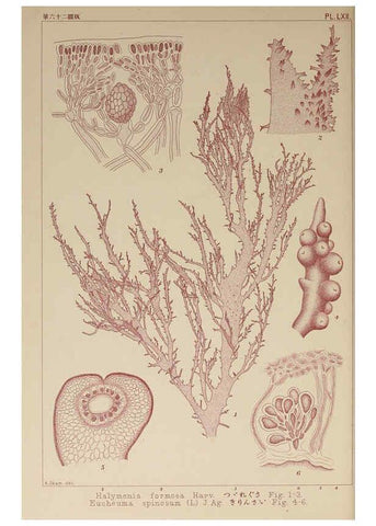 Reproducción/Reproduction 6049913625: Icones of Japanese algae. v.2 Tokyo,Kazamashobo[1907-1942] 