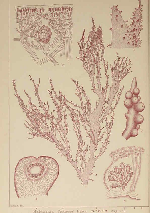 Reproducción/Reproduction 6049913625: Icones of Japanese algae. v.2 Tokyo,Kazamashobo[1907-1942] 