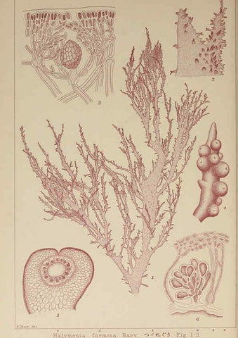Reproducción/Reproduction 6049913625: Icones of Japanese algae. v.2 Tokyo,Kazamashobo[1907-1942] 
