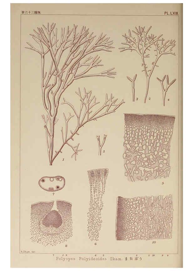 Reproducción/Reproduction 6049913997: Icones of Japanese algae. v.2 Tokyo,Kazamashobo[1907-1942] 