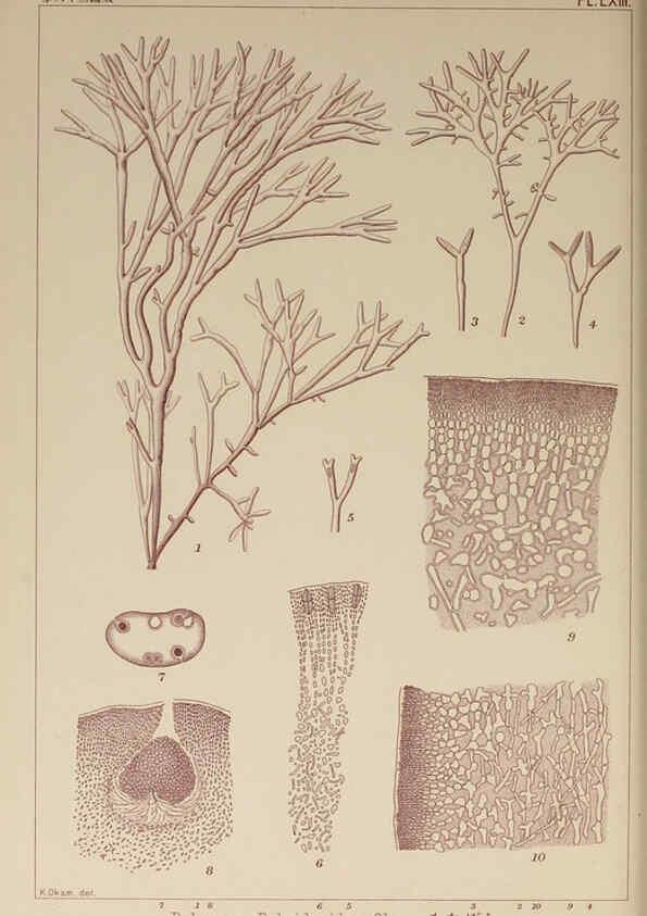Reproducción/Reproduction 6049913997: Icones of Japanese algae. v.2 Tokyo,Kazamashobo[1907-1942] 