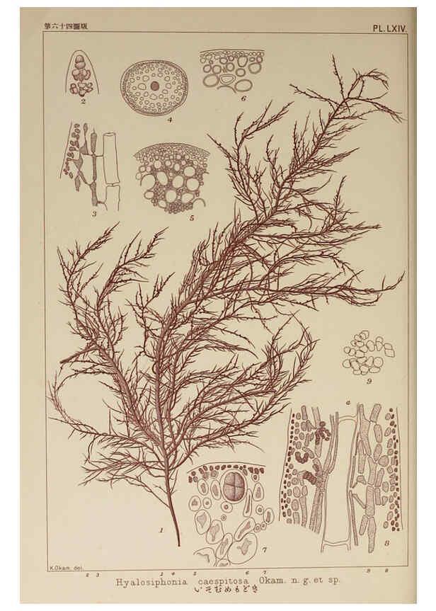 Reproducción/Reproduction 6049914391: Icones of Japanese algae. v.2 Tokyo,Kazamashobo[1907-1942] 
