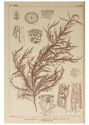 Reproducción/Reproduction 6049914391: Icones of Japanese algae. v.2 Tokyo,Kazamashobo[1907-1942] 