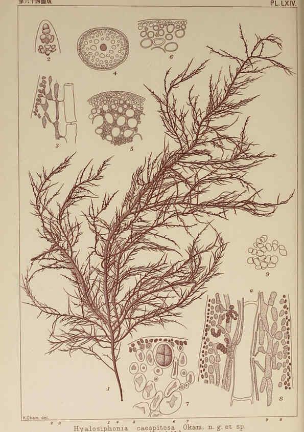 Reproducción/Reproduction 6049914391: Icones of Japanese algae. v.2 Tokyo,Kazamashobo[1907-1942] 