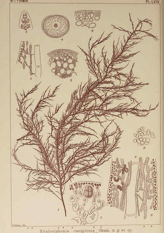 Reproducción/Reproduction 6049914391: Icones of Japanese algae. v.2 Tokyo,Kazamashobo[1907-1942] 