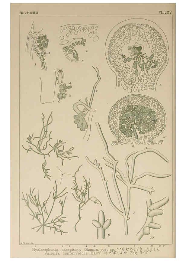 Reproducción/Reproduction 6049914759: Icones of Japanese algae. v.2 Tokyo,Kazamashobo[1907-1942] 